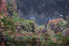 Cervi nel Cimitero centrale in autunno