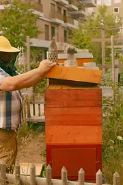 Sonnwendviertel, beekeeper opens a beehive