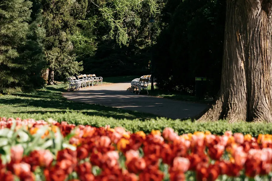 Fleurs dans le Türkenschanzpark