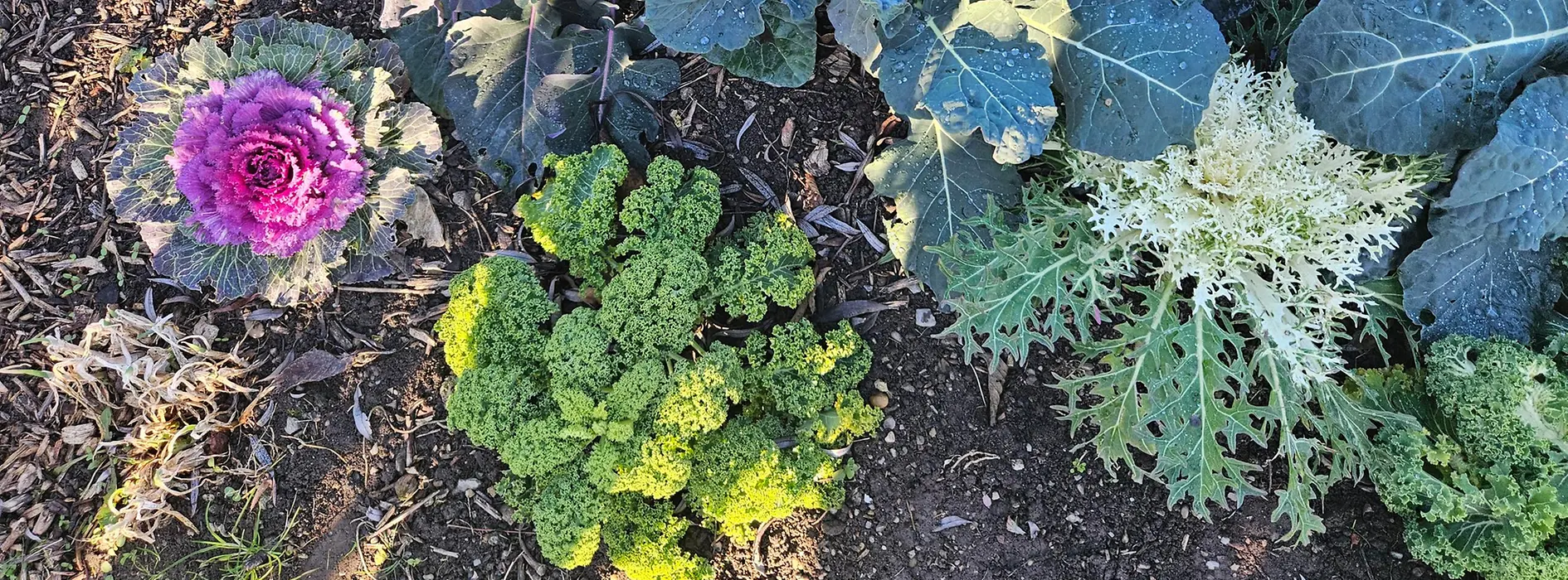 Winter vegetables in the field