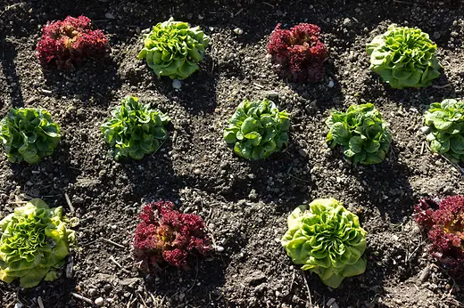 Salat am Feld