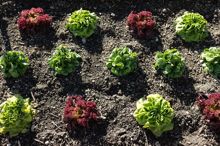 Salat am Feld