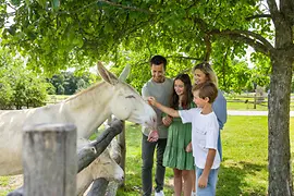 Family pets donkey