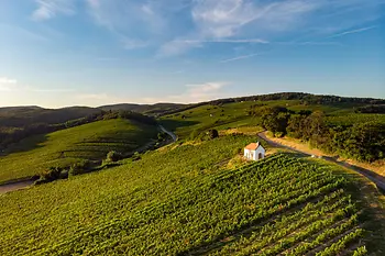Weinberge im Burgenland