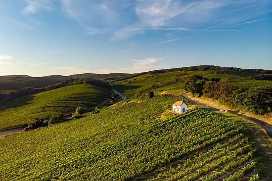 Weinberge im Burgenland