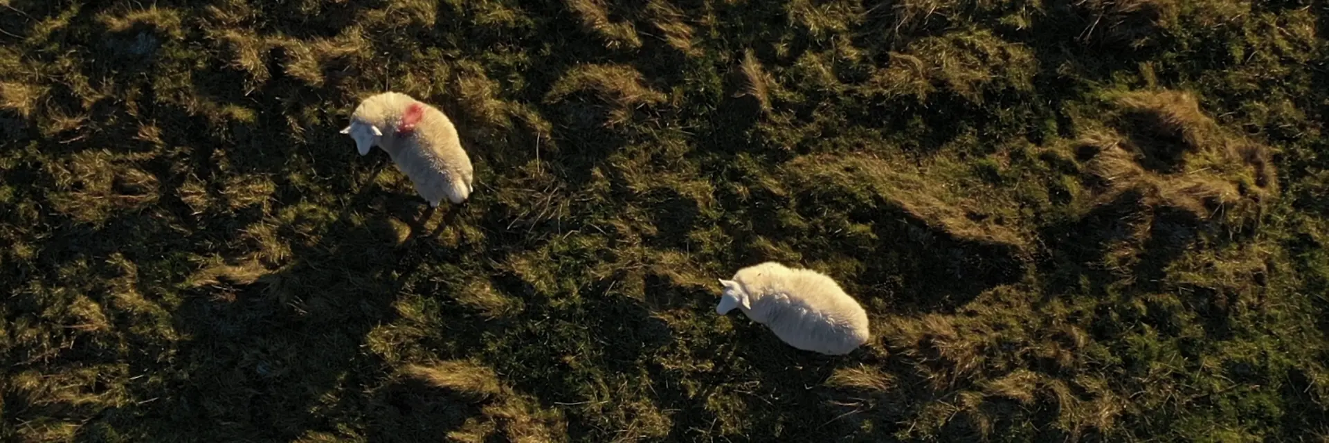 Sheep in the pasture