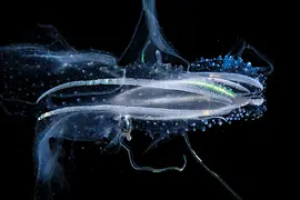 Fotografie von Manfred Wakolbinger einer Lappen Rippenqualle