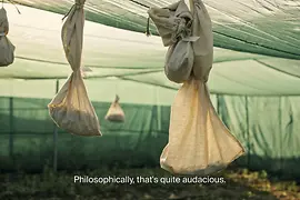 Ausschnitt aus dem Video Sowing the Seeds for the Future von Dominique Koch