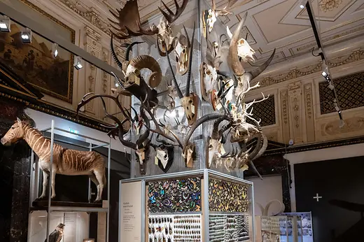 Natural History Museum, 150th Anniversary Special Exhibition Featuring Animal Objects
