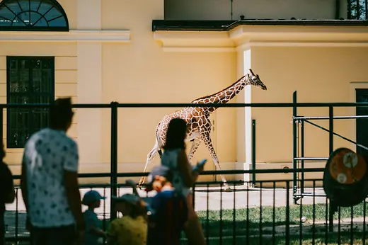Tiergarten Schönbrunn, Giraffe