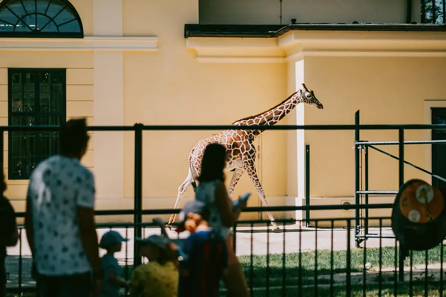 Tiergarten Schönbrunn, Giraffe