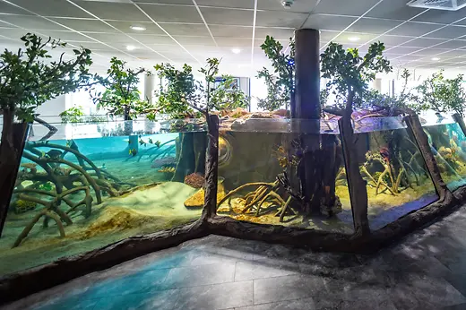 Haus des Meeres, mangrove enclosure
