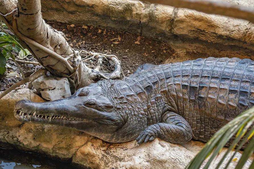 Haus des Meeres, a gharial lies in the enclosure