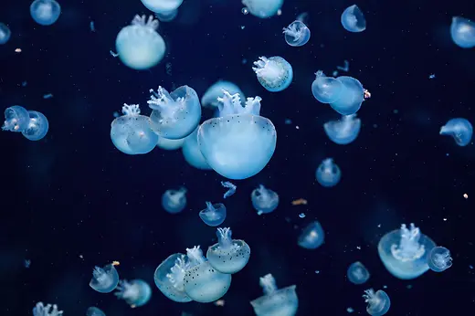 Haus des Meeres, cannonball jellyfish in the aquarium