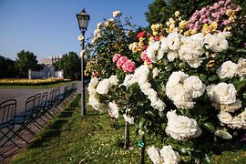 Róże w parku Volksgarten