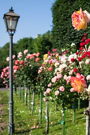 Roses in the Volksgarten