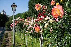 Trandafiri în parcul Volksgarten