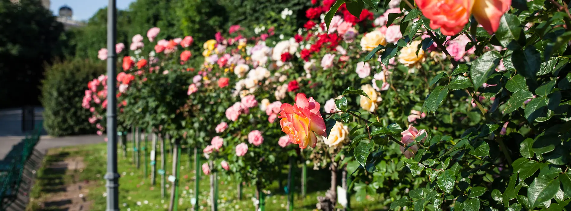 Růže v parku Volksgarten