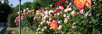 Trandafiri în parcul Volksgarten