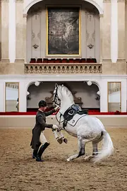 Ecole d’Equitation espagnole