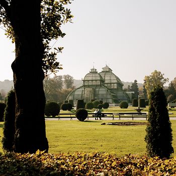 Palmiarnia w parku pałacowym Schönbrunn 