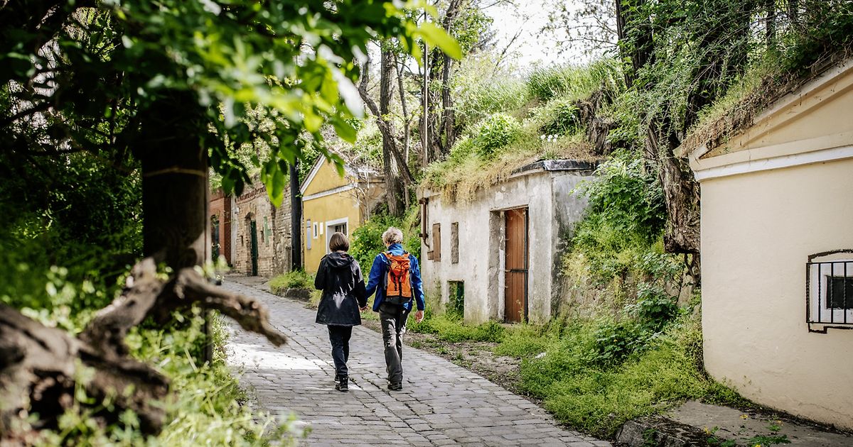 Wiener Weinwandertag