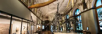 Naturhistorisches Museum Viena (Museo de Historia Natural), sala de los dinosaurios