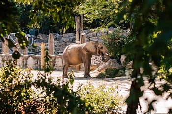 Slon v zoologické zahradě v Schönbrunnu