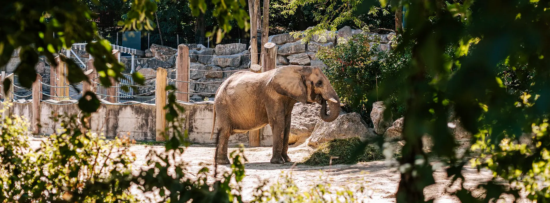 Elefant în Grădina Zoologică Schönbrunn