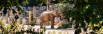 Elefante nello zoo di Schönbrunn