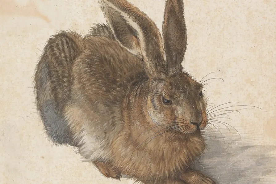 Young Hare by Albrecht Dürer