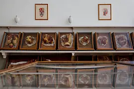 Vista della mostra con modelli in cera in vetrine storiche