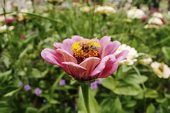 花に止まるミツバチ