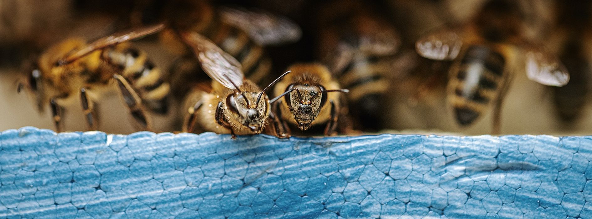 Des abeilles à l'entrée de la ruche