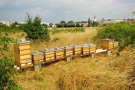 Beehives of the Bio-Bezirksimkerei Wien - Vienna's organic beekeeper