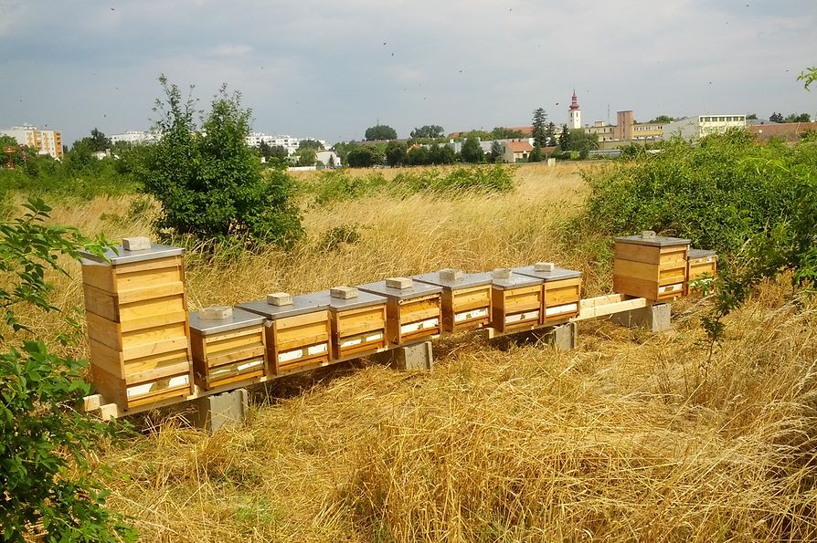 Colmenas en la granja apícola ecológica de Viena