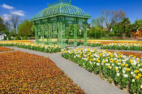Blumenblüte in Hirschstetten 