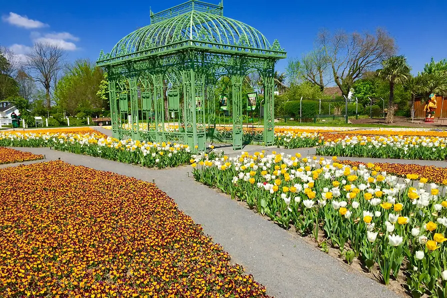 Blooming flowers in Hirschstetten 