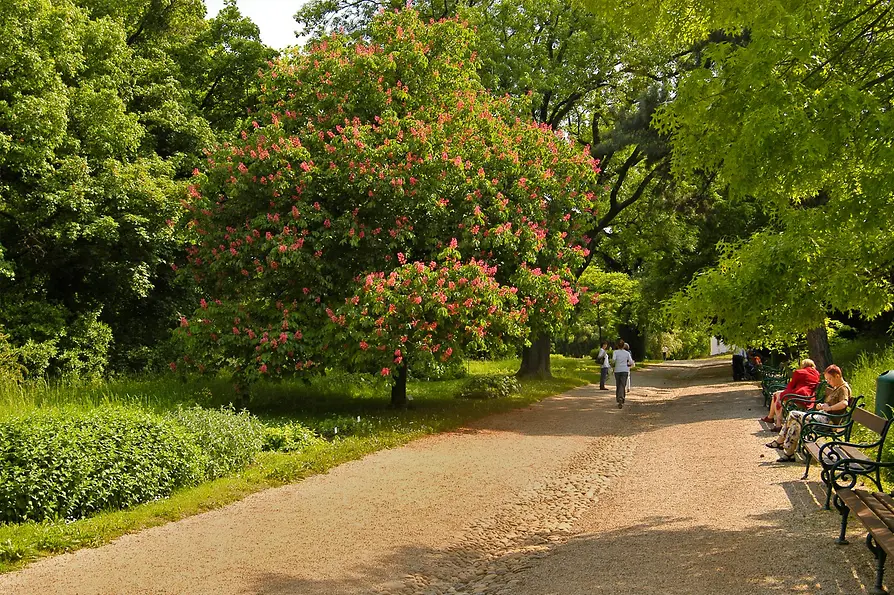 Trees, bushes and people in the Botanicla Garden