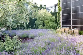 Boutiquehotel Stadthalle lavender