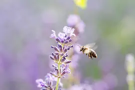Bee and lavender