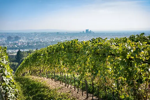 Winery with a view of Vienna