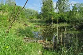 Riva del Danubio Lobau