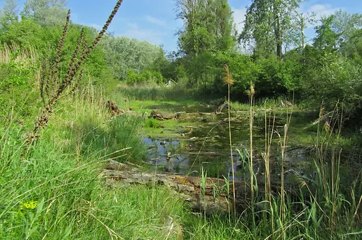 Banks of the Danube in the Lobau