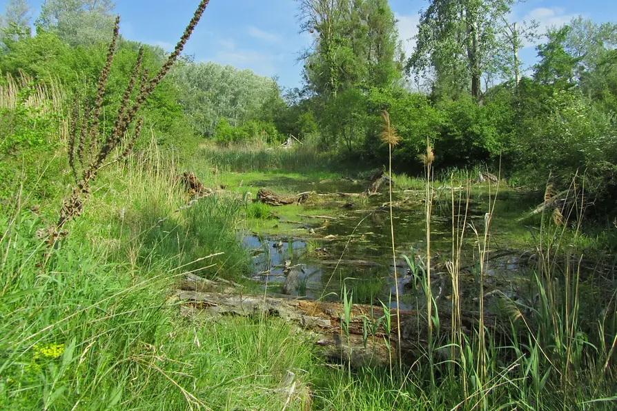 Banks of the Danube in the Lobau