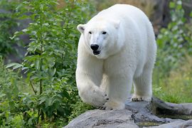 Eisbären-Weibchen Nora im Gehege des Tiergarten Schönbrunn