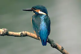 Kingfisher in the Lobau