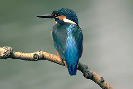 Martin pescatore nel Lobau