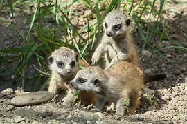 Cuccioli di suricati nel Giardino zoologico di Schönbrunn 