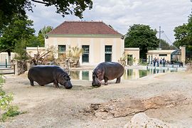 Two hippopotamuses in front of their pond